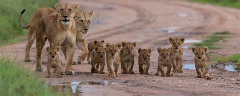 Baby Lions More Than Just Savanna Princes Africa Freak