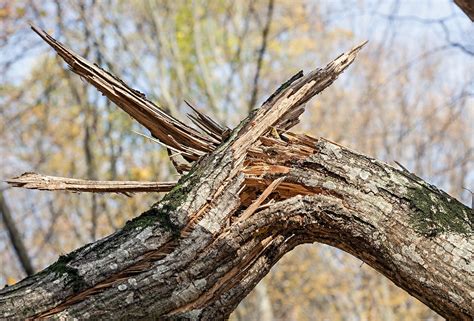 Stormschade Aan Je Bomen Wat Nu Tuincentrum Pelckmans