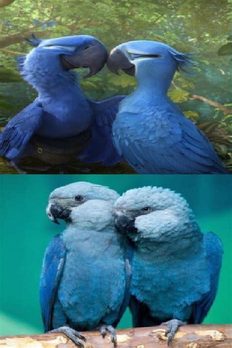 Blue Macaw Parrot From The Movie ‘rio Is Now Officially Extinct Video