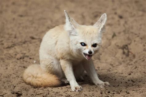 Closeup Fennec Foxes Wildlife Animals — Stock Photo © Wrangel 185668594