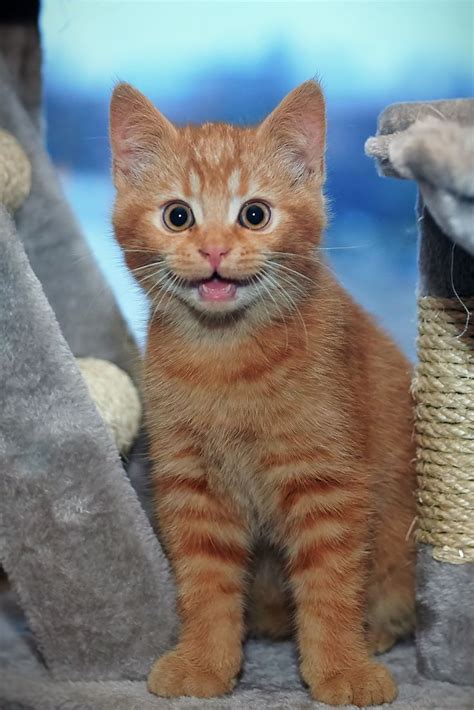 170 Best Smiling Cats Happy Cats Surprised Cats Yawning
