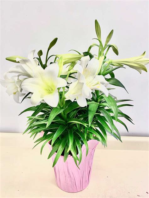 Fragrant White Easter Lily Wright Flower Company
