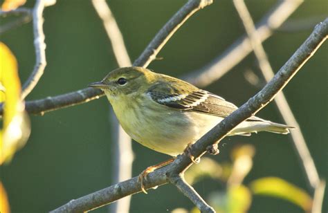 Tiny Songbirds Tracked Crossing 1700 Miles Of Open Ocean Eideard