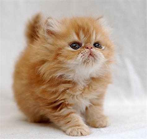 Cutest Fluffiest Kitten On Earth Aww