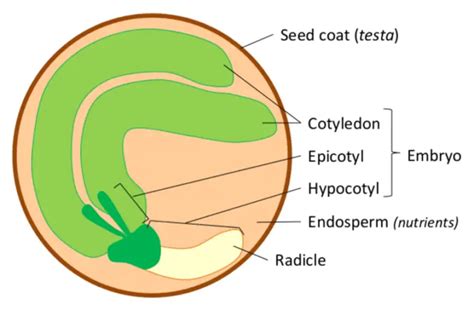 Seed Scarification 3 Ways To Increase Germination Okra In My Garden