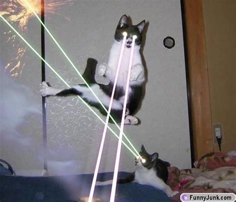 Laser Cats Funny Animal Memes Funny Animals Cute Animals Funny