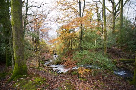 Creek Running Through An Autumn Forest 3981 Stockarch Free Stock Photos