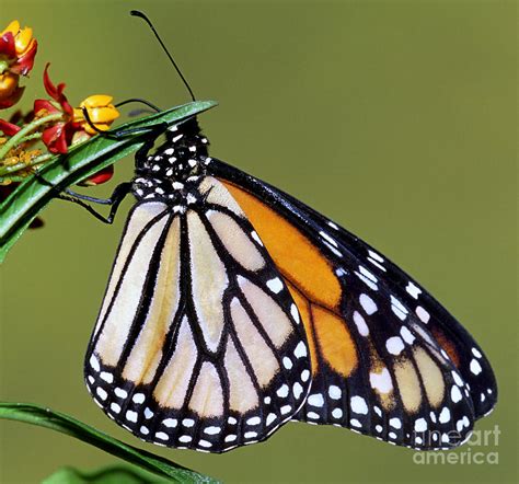 Monarch Butterfly Photograph By Millard H Sharp Fine Art America