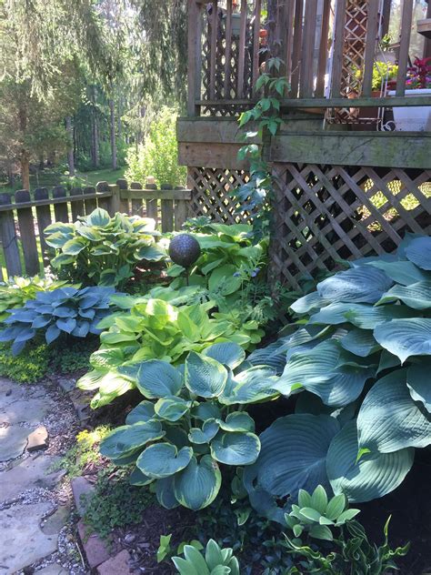 23 Small Hosta Garden Ideas To Try This Year Sharonsable