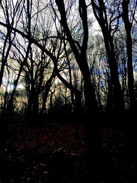 Forest Trees In Highgate Wood 3b Photograph By Edgeworth Johnstone
