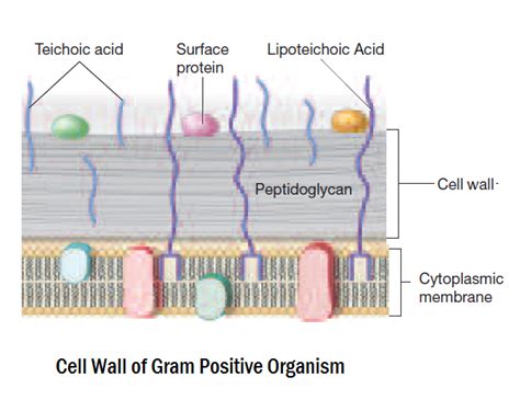 Differences Between Gram Positive And Gram Negative Bacteria