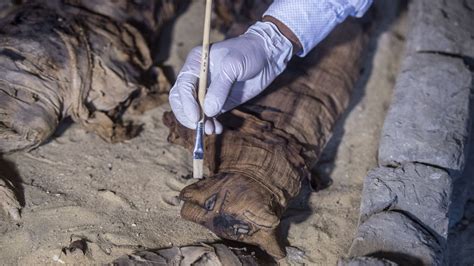 Dozens Of Cat Mummies Discovered In Ancient Egyptian Tombs World News