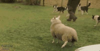 Share your media as gif or mp4 and have it link back to you! Ich kann es auch tun.. :) | Lustige Bilder, Sprüche, Witze ...