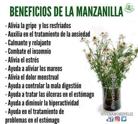 Lista Imagen De Fondo Para Que Sirve El Mohuite Como Planta Medicinal Cena Hermosa