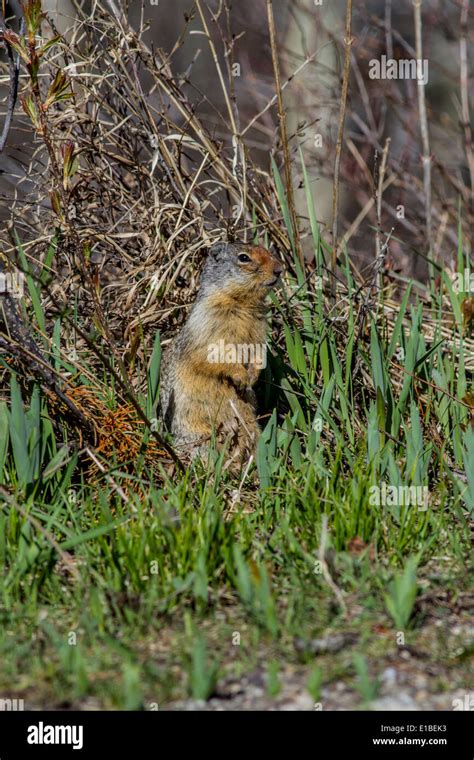 Richardson Ground Squirrel Hi Res Stock Photography And Images Alamy