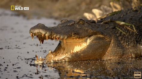 Crocodile King ~ Store Free Download Movies