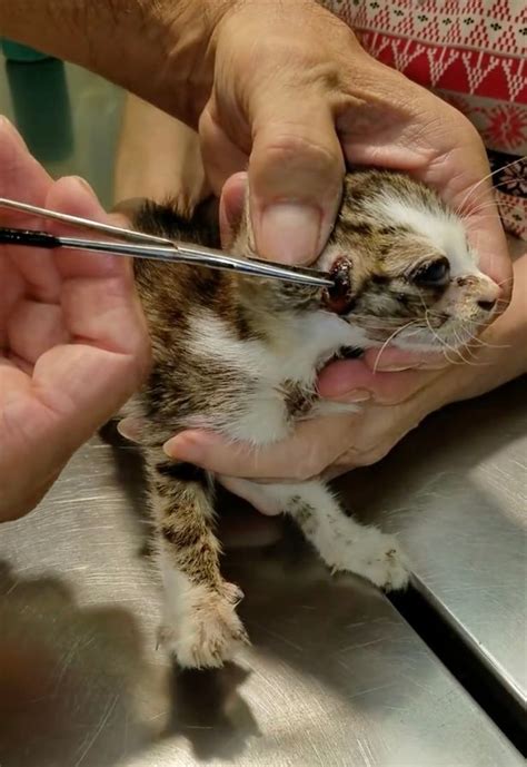 Gruesome Moment Vet Pulls Two Huge Parasites Out Kittens Ear And Neck
