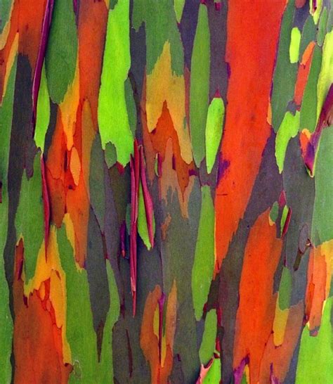 Rainbow Eucalyptus Tree Bark Wood And Bark Pinterest