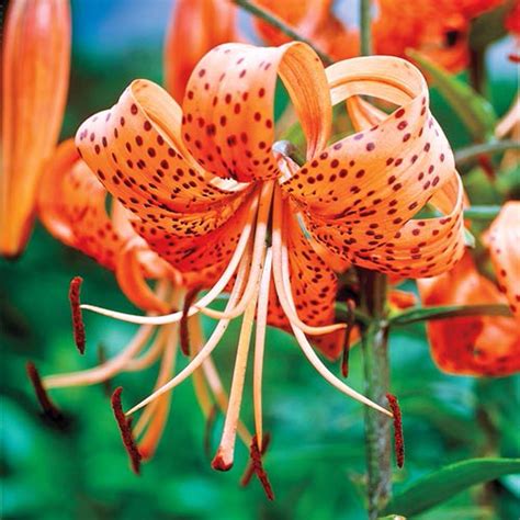 Brecks Orange Tiger Lily Bulbs 3 Pack 69194 The Home Depot