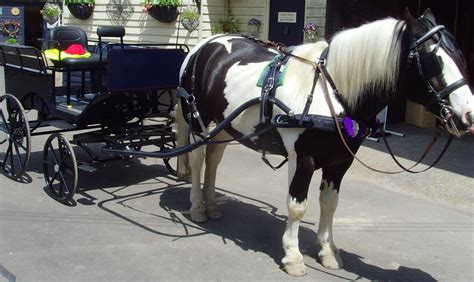 Carriage Driving Little Brook Equestrian