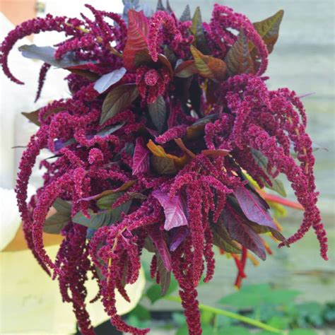 Hopi Red Dye Organic Amaranthus Seeds Urban Farmer