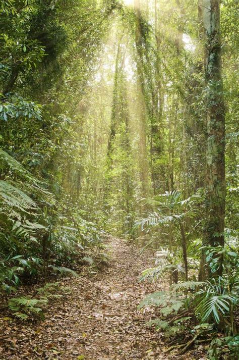 Sunlight In The Rainforest Stock Image Image Of Environment 9646857