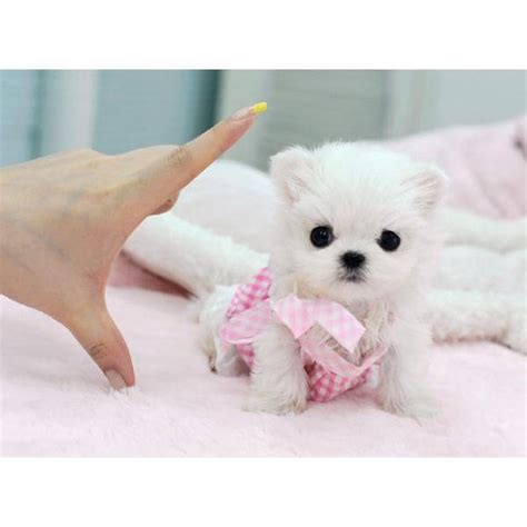 Check spelling or type a new query. Tiny Teacup Maltese ready for sale