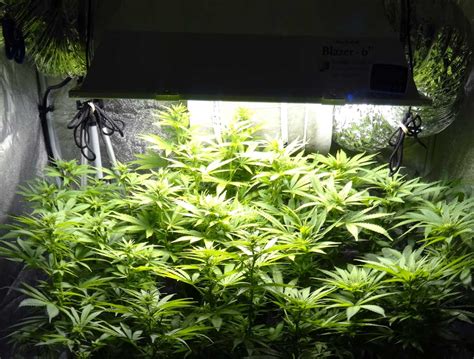 Different plants require different types of lights in order to grow. Smart Pots vs Air Pots vs Regular Pots | Grow Weed Easy