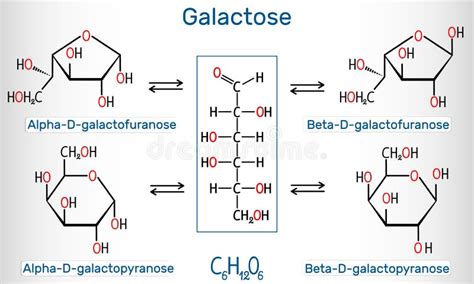 Galattosio Alfa D Galactopyranose Molecola Del Lattosio Forma Ciclica