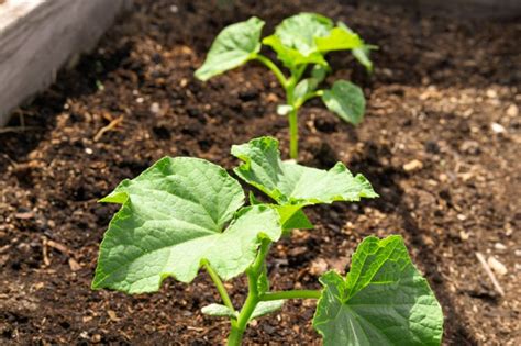 Soil And Sun Requirements For Growing Cucumbers Food Gardening Network