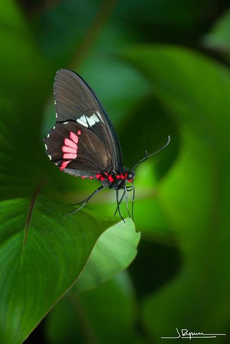 Butterfly Javier Rupérez On 500px Schmetterling