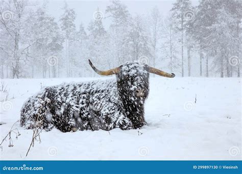 Bull In Winter Bull In Snowfall Scottish Highland Cattle In Winter