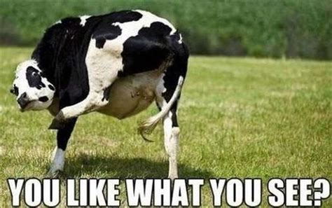 Dump A Day Funny Animals Of The Day 20 Pics Funny Cow Pictures