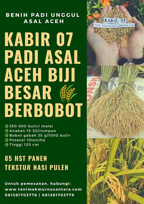 Kabir 07 Padi Unggul Aceh Tani Makmur Nusantara