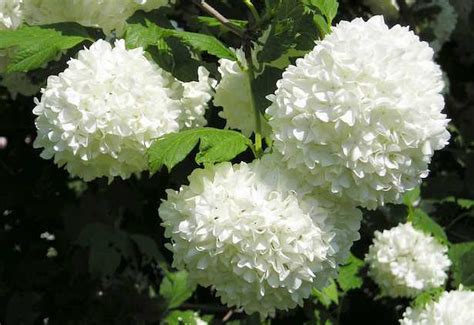 Piante profumate che fioriscono in inverno. Fiori bianchi da giardino - Idee Green