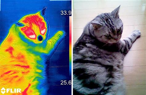 サーモグラフィーで猫の肉球やらイロイロ温度を見てみた♪