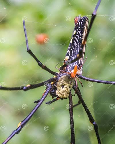 Giant Orb Web Spiders Are Having Sex Stock Image Image Of Garden Pilipes 167870781