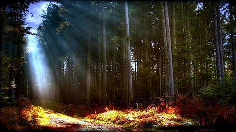 Forest Grass Light From Heaven Nature Forests Hd Desktop Wallpaper