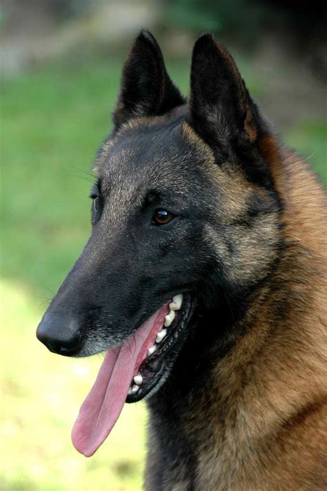 Fully grown they are a medium sized dog they were bred to protect livestock in their homeland, belgium. The Belgian Malinois