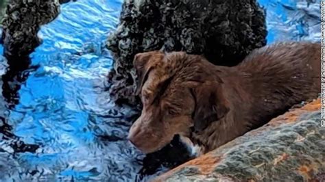 Dog Found Swimming 135 Miles Off The Coast Of Thailand Cnn