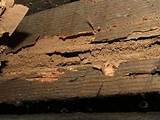 Termite Damage Signs Pictures