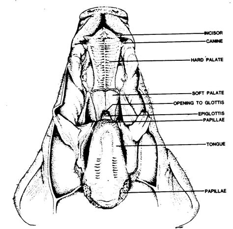 Diagram Well Labelled Diagram Of A Pig Mydiagramonline