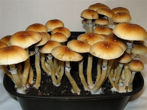 Magic Mushrooms Trip Report Psilocybin Cubensis Mushroom Magazine