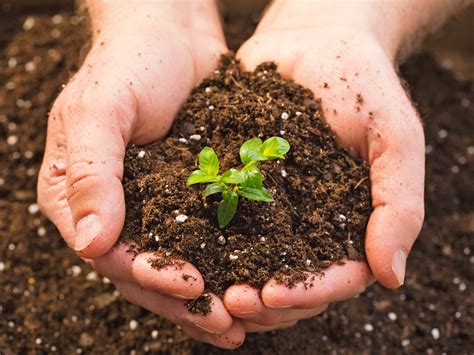 Soil Basics The Dirt On Dirt — Enchanted Gardens