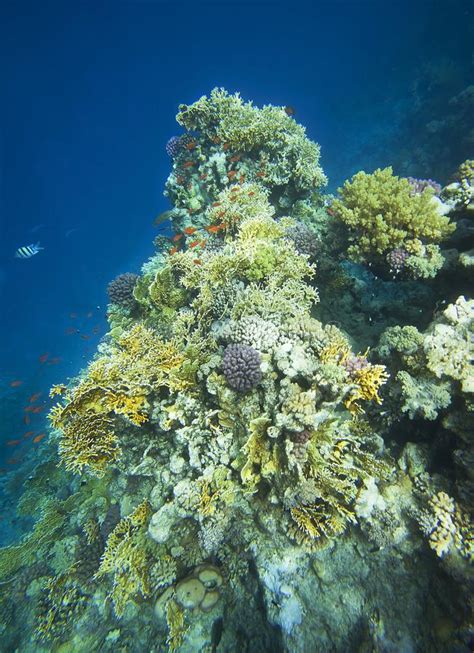 Panorama Of Coral On The Reefs Of The Red Sea Stock Photo
