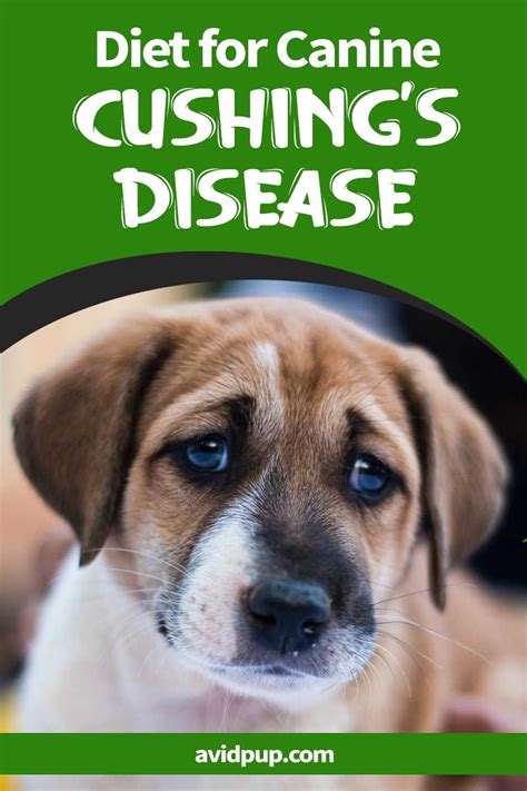 Cushings Disease Dogs Artofit