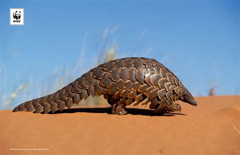 5 Things You Didnt Know About Pangolins Wwf Singapore Blog