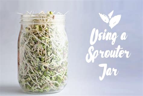 How To Sprout At Home And The Benefits Of Having An Indoor Sprouts