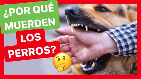 4 Motivos Por Los Que Tu Perro Puede Morder 🤔 Tipos De Mordida