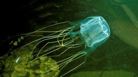 World Box Jellyfish Australian Teenager Fatally Stung On Queensland